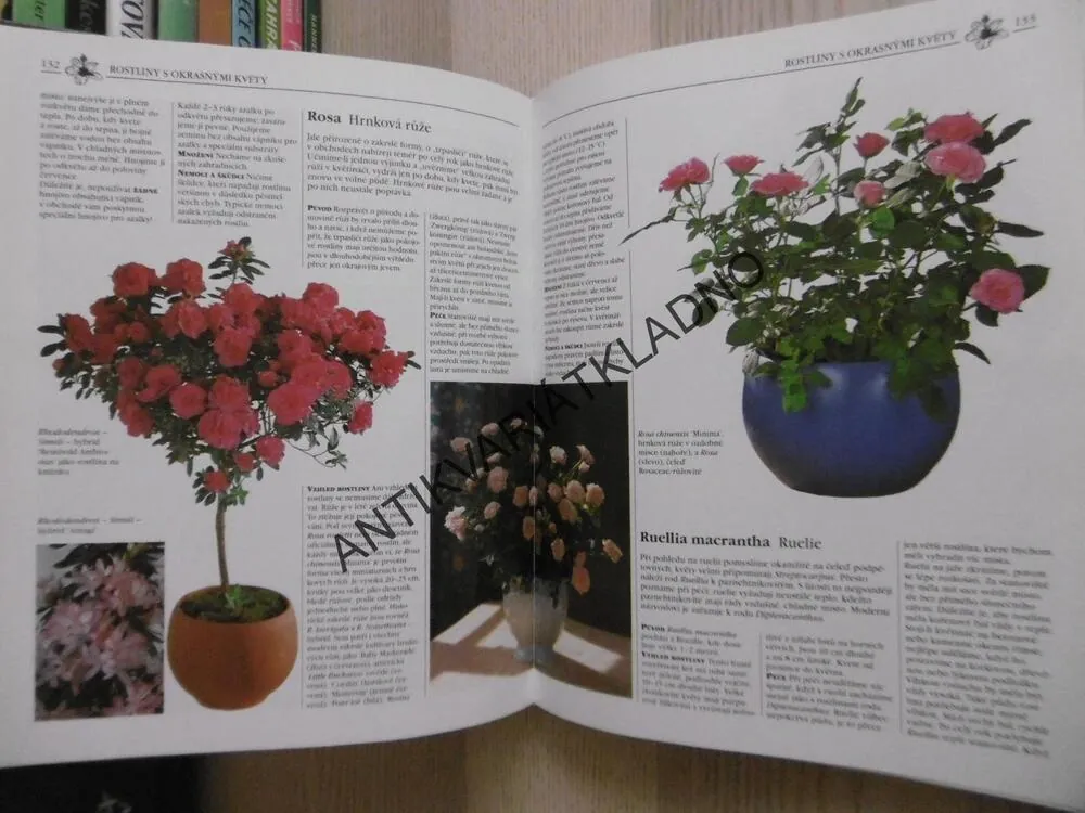 BYDLÍME S KVĚTINAMI, MARGOT SCHUBERTOVÁ, **an