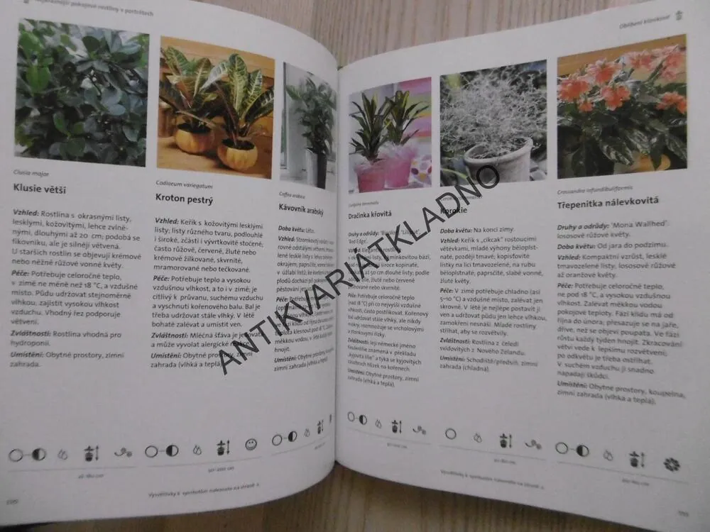 POKOJOVÉ ROSTLINY, BRUNHILDE BROSS-BURKHARDTOVÁ, CHRISTINE WEIDENWEBEROVÁ, **an