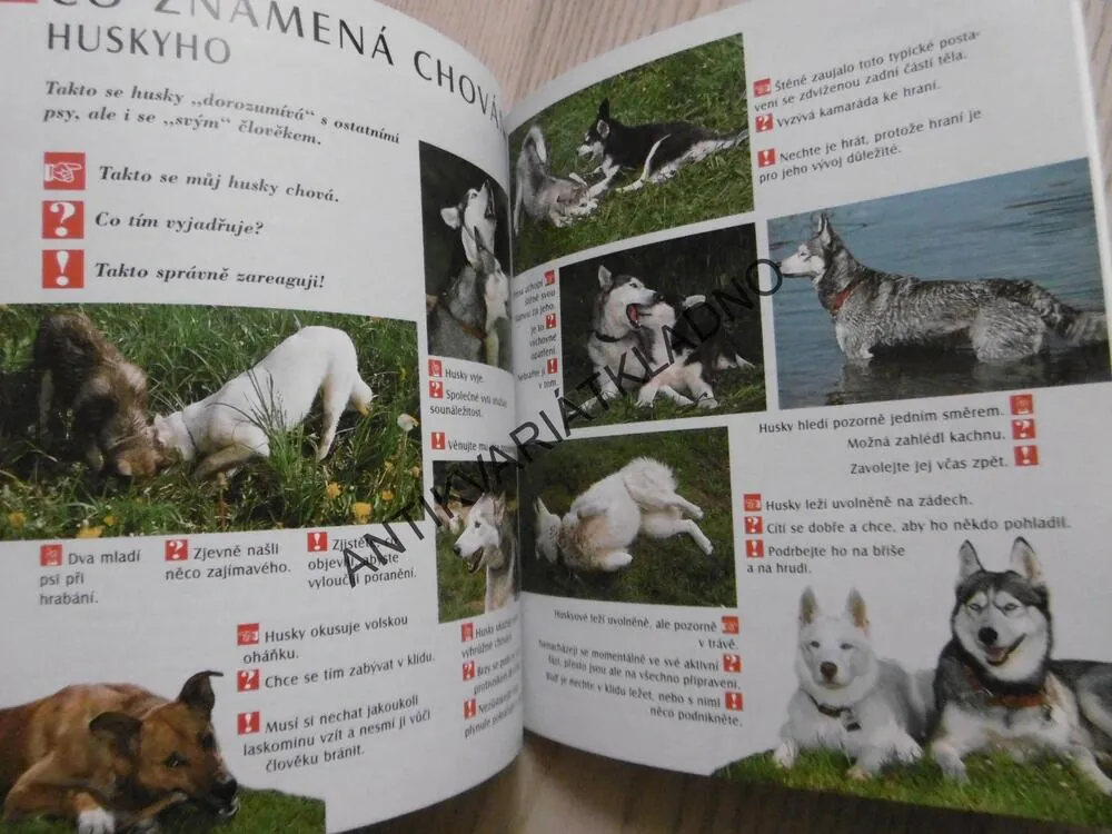 HUSKY, KATHARINA SCHLEGOVÁ-KOFLEROVÁ