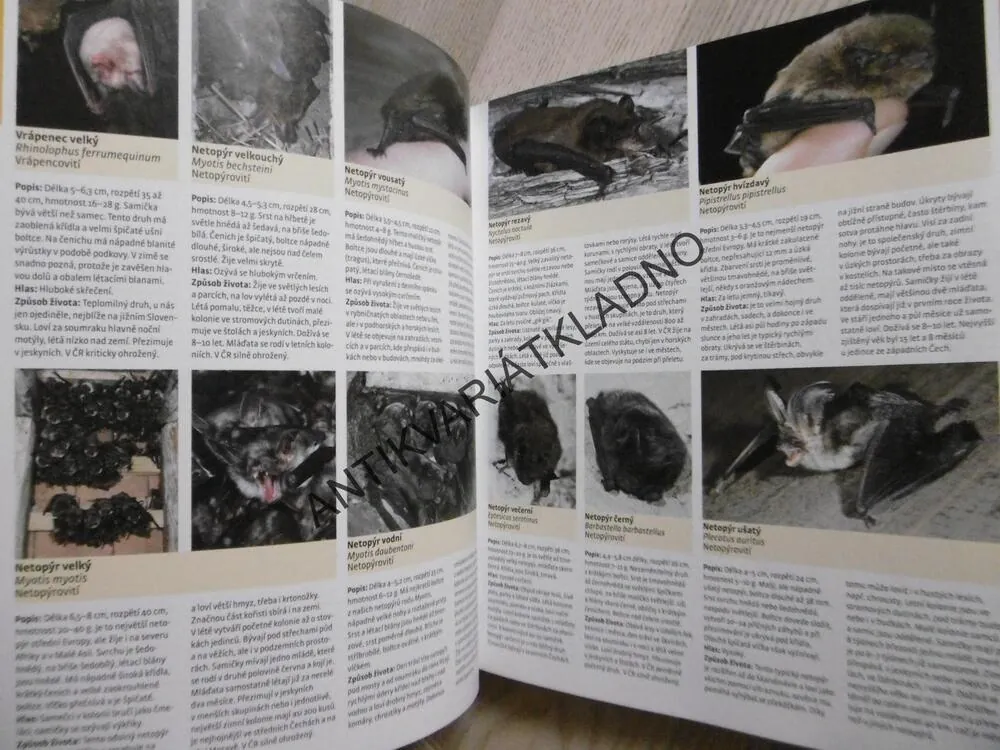 VELKÁ KNIHA O ZVÍŘATECH, HEIKO BELLMANN, **an