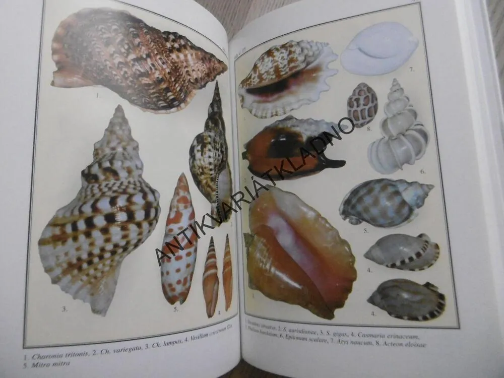 LASTURY, ULITY, MUŠLE, JAROSLAV PICKA, **an