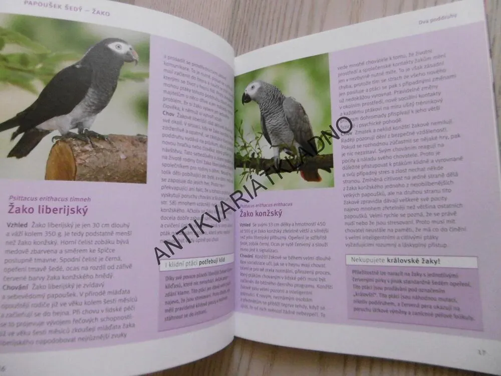 ŽAKO PAPOUŠEK ŠEDÝ, H. NIEMANN, , **an