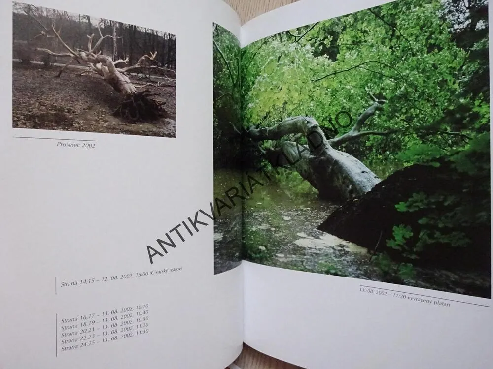 KRÁLOVSKÁ OBORA, STROMOVKA 2002, MERVYN STERNECK, **an