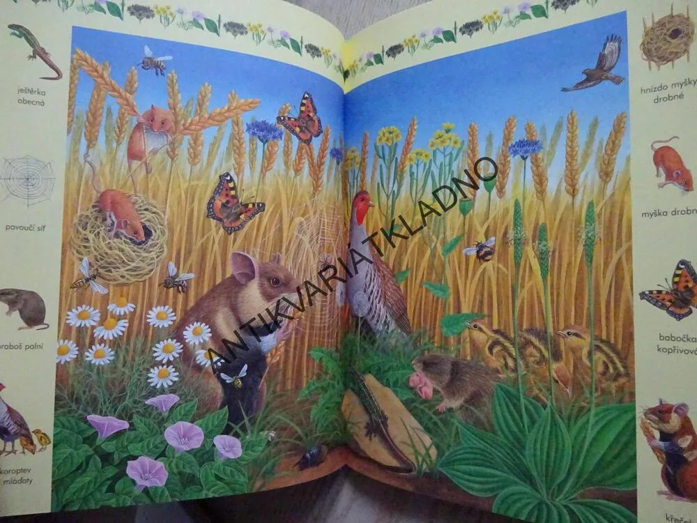 ZVÍŘÁTKA KOLEM NÁS, ČTENÍ O ZVÍŘÁTKÁCH S VELKÝMI PÍSMENY, **an