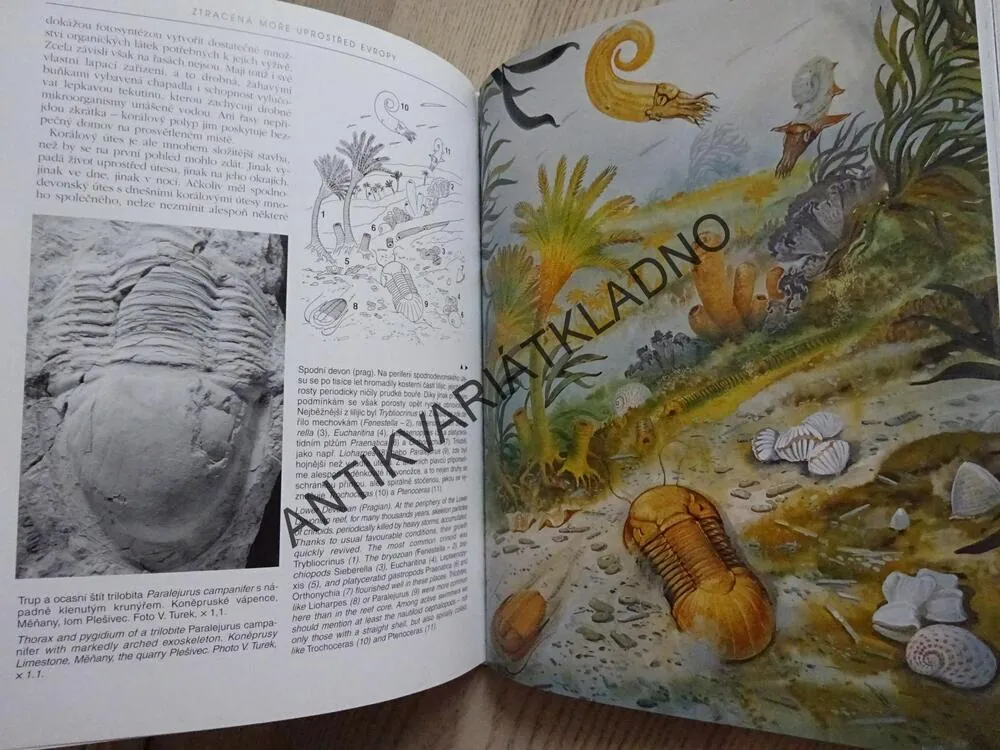 ZTRACENÁ MOŘE UPROSTŘED EVROPY, VOJTĚCH TUREK, RADVAN HORNÝ, RUDOLF PROKOP, **an