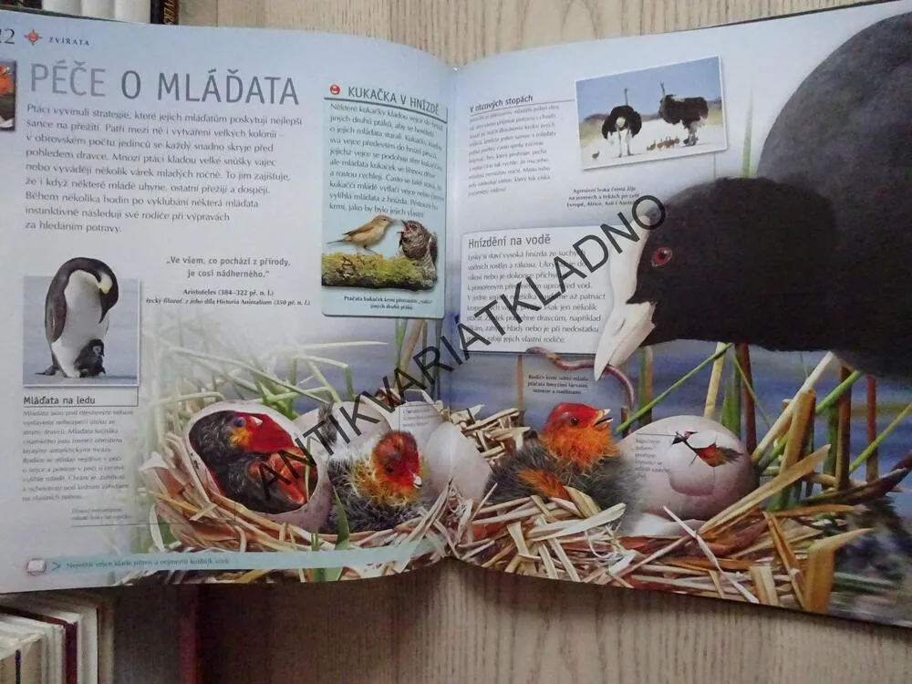 ZVÍŘATA, **an