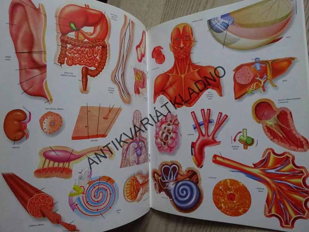 LIDSKÉ TĚLO, KNÍŽKA SE SAMOLEPKAMI, **an