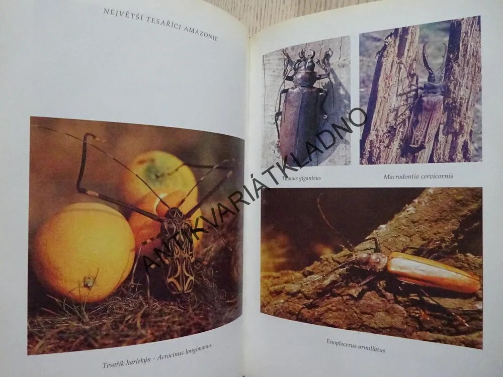 DETEKTIVEM V ŘÍŠI ZVÍŘAT, JAROSLAV MAREŠ, **an
