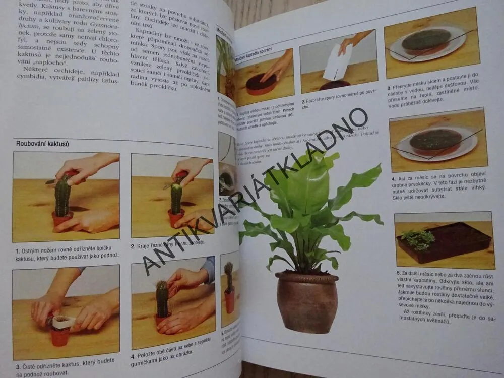 VŠE O POKOJOVÝCH ROSTLINÁCH, PETER MCHOY, **an