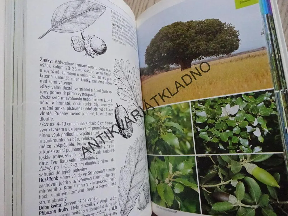 STROMY, PRŮVODCE PŘÍRODOU, **an