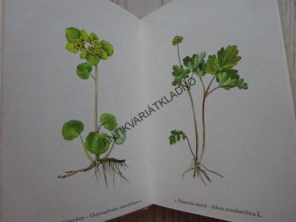 ROSTLINY 2, FRANTIŠEK A. NOVÁK, KAREL SVOLINSKÝ, **an