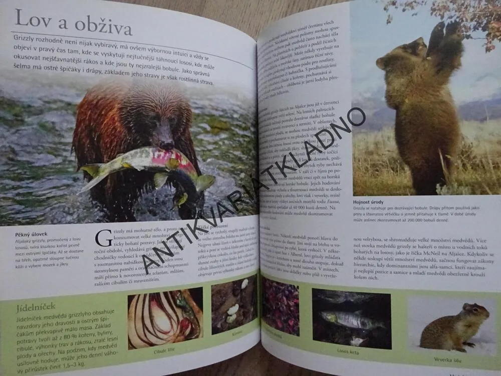 MEDVĚDI, OD MÍRUMILOVNÝCH PAND AŽ PO NEOHROŽENÉ MEDVĚDY LEDNÍ, **an
