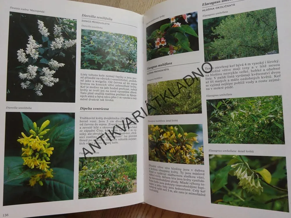 ENCYKLOPEDIE STROMŮ A KEŘŮ, NICO VERMEULEN, **an