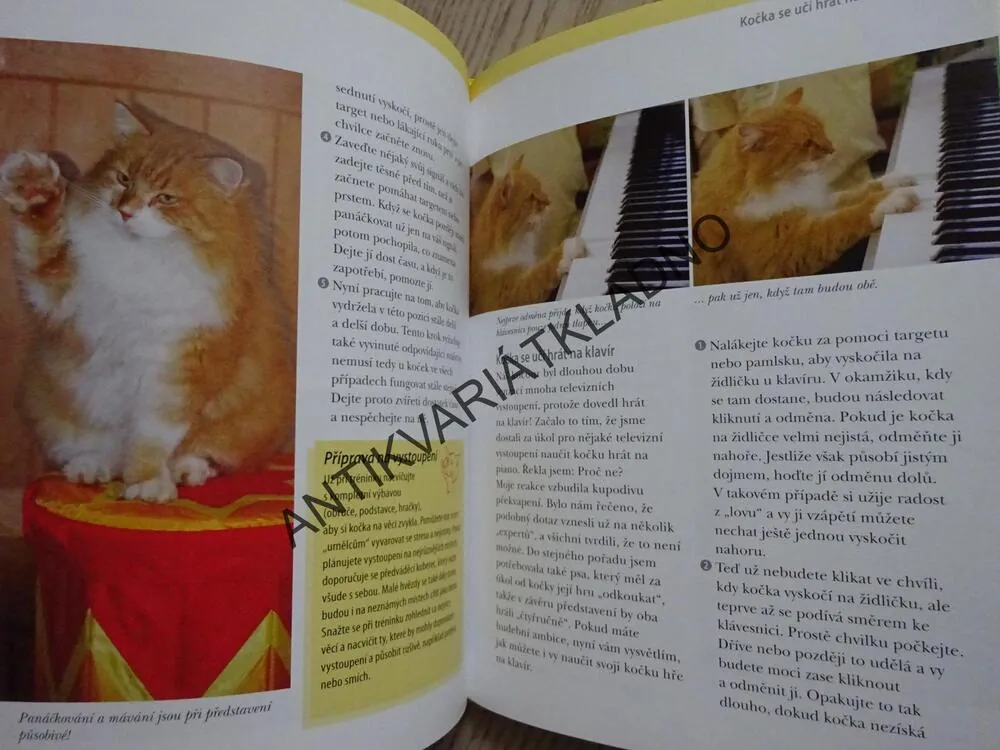 KLIKRTRÉNINK S KOČKOU, VIVIANE THEBYOVÁ, **an