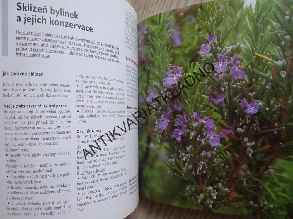 BYLINKY NA OKNĚ, NA BALKONĚ A NA ZAHRADĚ, CHRISTINE RECHTOVÁ, **an