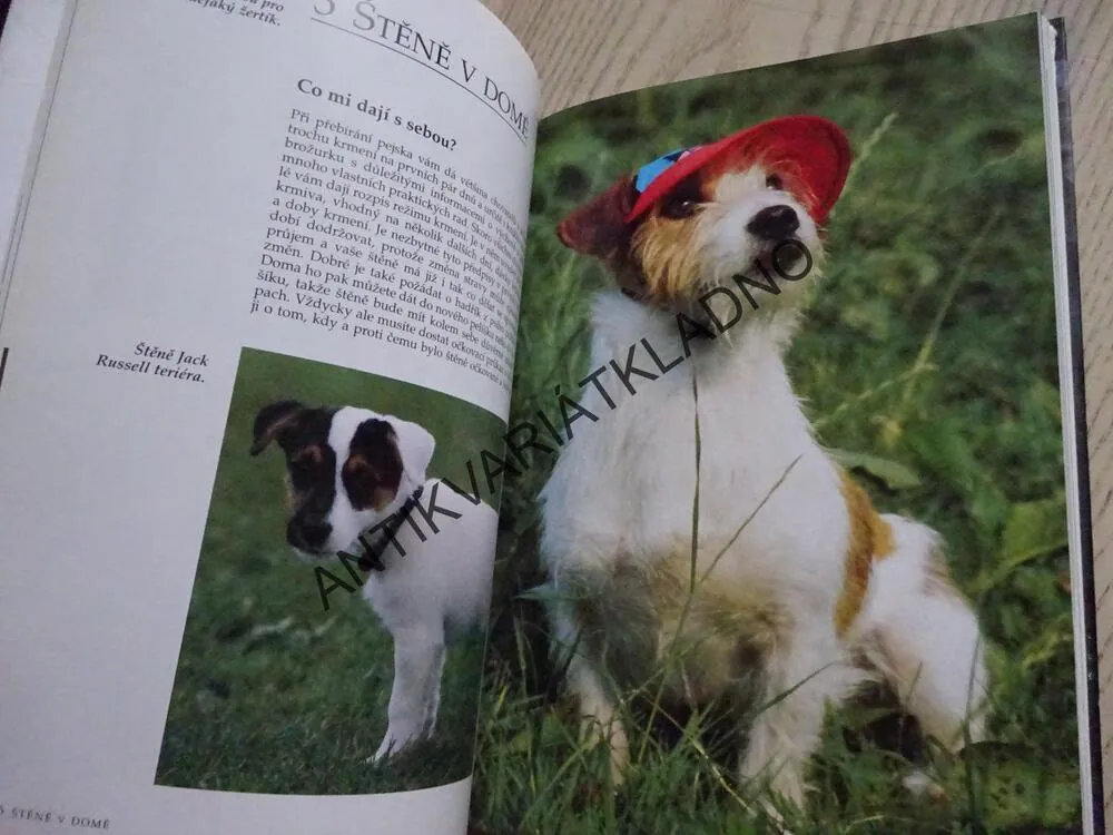 JACK RUSSELL TERIÉR, ESTER VERHOEF-VERHALLEN, PES, CHOVATEL, RÁDCE CHOVATELE, **an