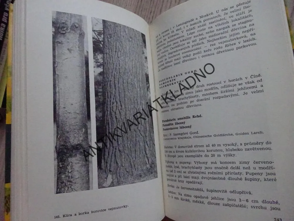 JEHLIČNANY LESŮ A PARKŮ, JAROMÍR POKORNÝ, **an