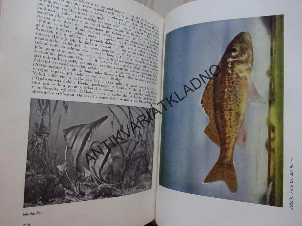 BREHM, BREHMŮV ŽIVOT ZVÍŘAT 1-4, **an