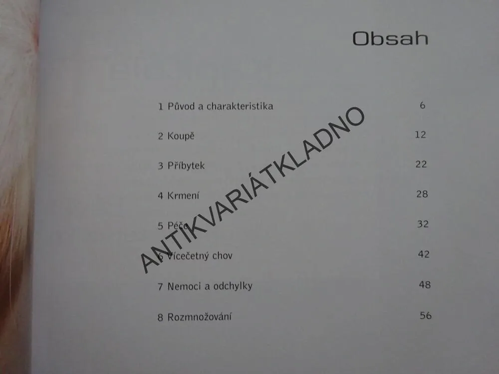 MORČATA, NETTY DE WIT, **an