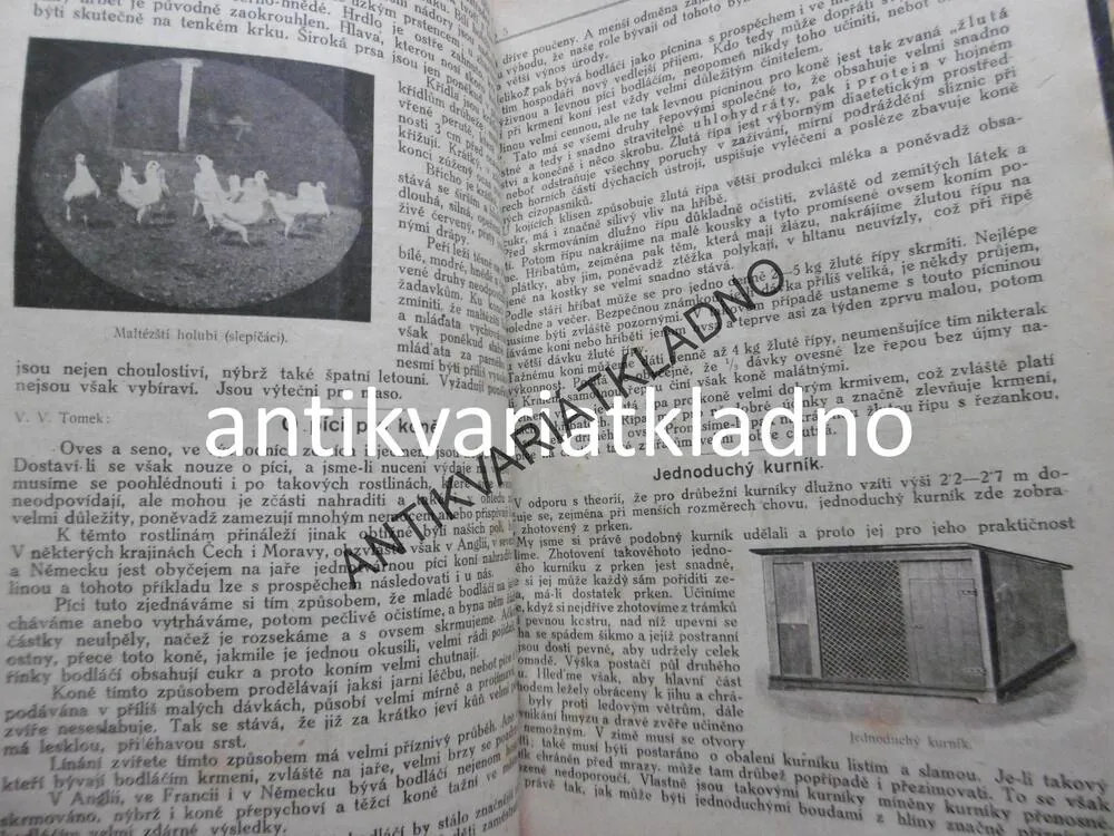 MILOTICKÝ HOSPODÁŘ 1920, DADÁK,CHOVATELSTVÍ
