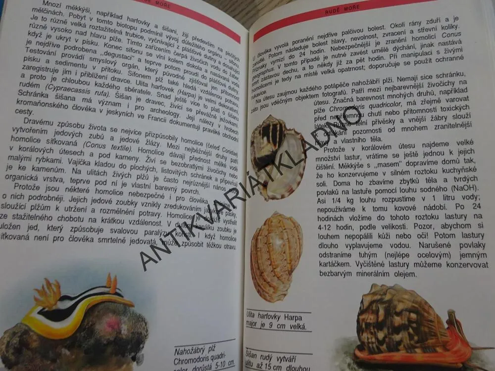 SVĚT POD MOŘSKOU HLADINOU, PFLEGER, KNOTEK, **an