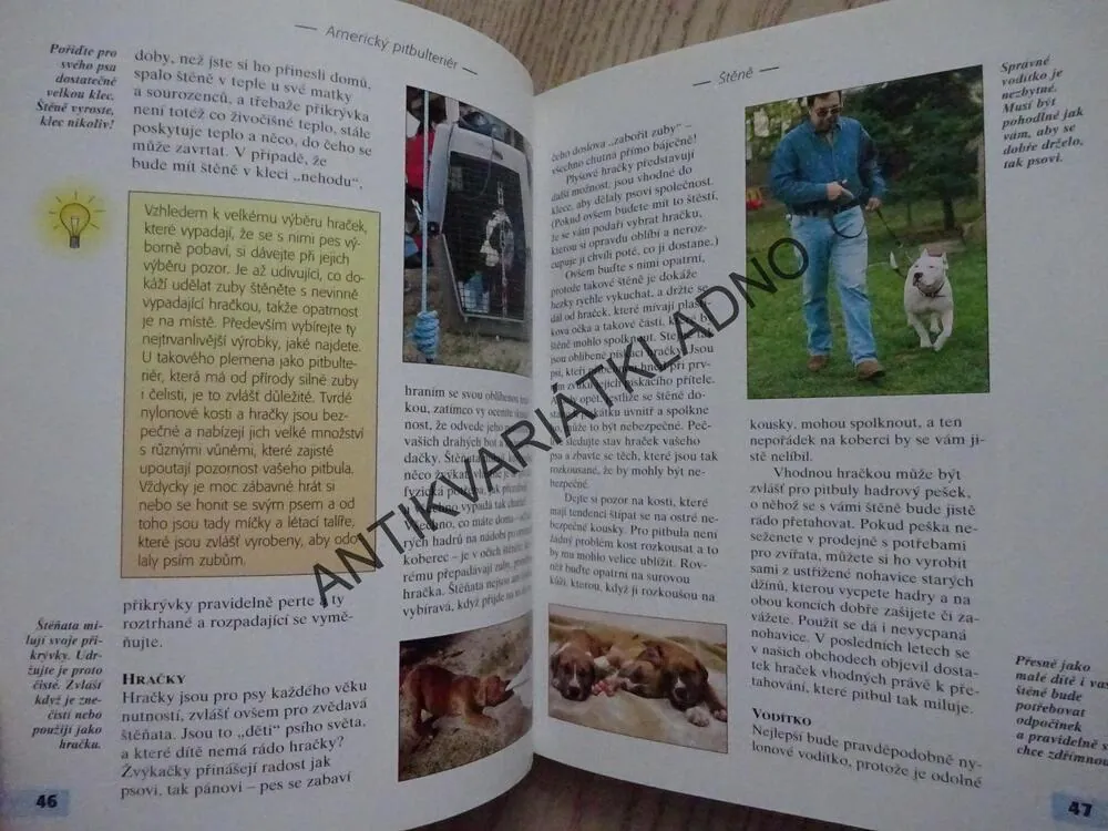AMERICKÝ PITBULTERIÉR, F. FAVORITO, **an