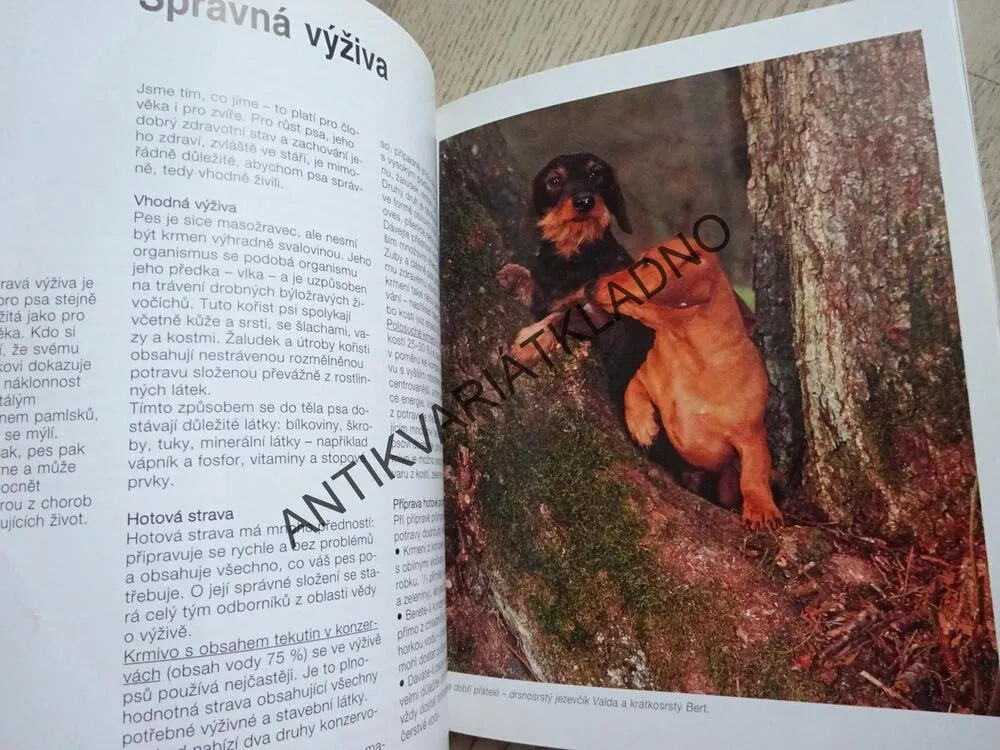 JEZEVČÍK, LENI FIEDELMEIEROVÁ, **an