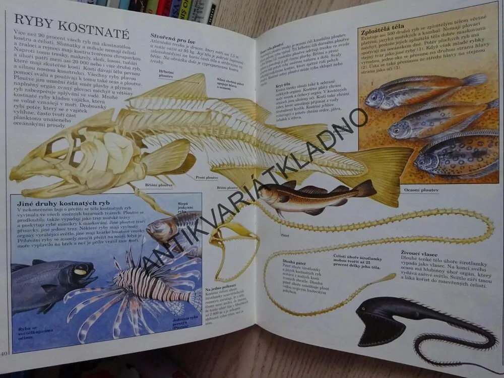 ŽRALOCI A JINÍ OBYVATELÉ MOŘSKÝCH HLUBIN, PHILIP STEELE, **an