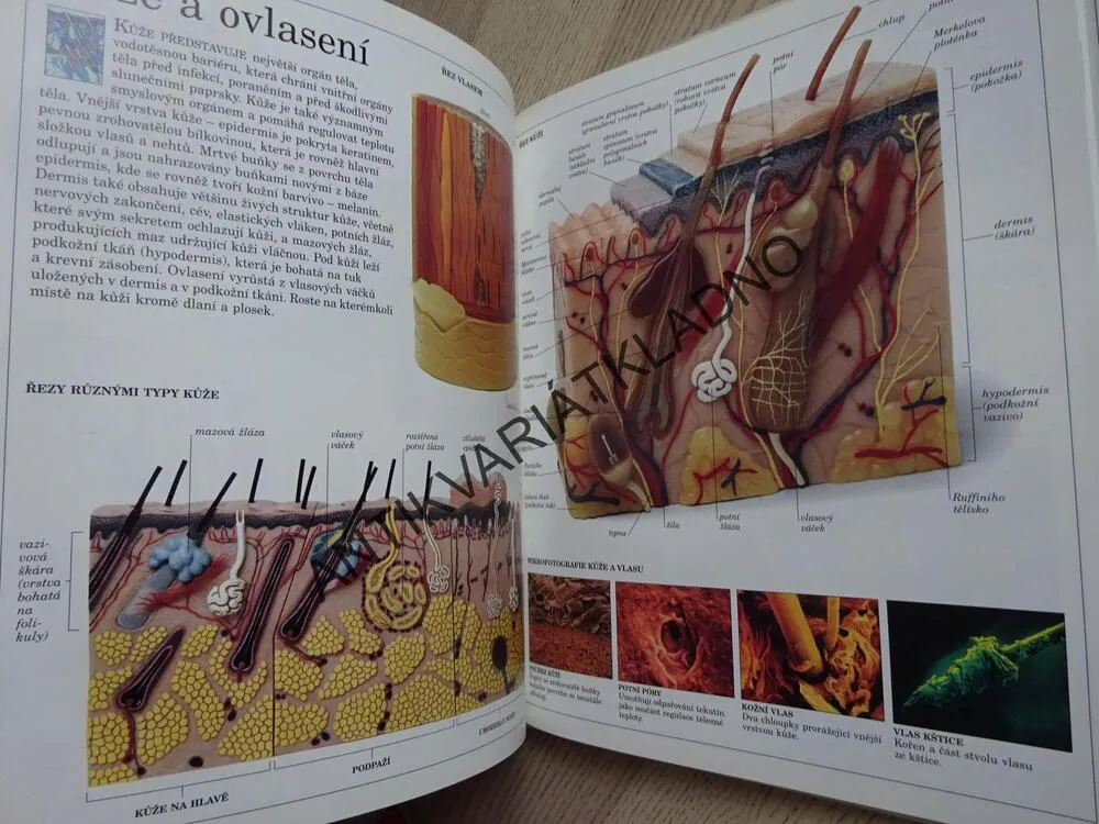 OBRÁZKOVÝ SLOVNÍK LIDSKÉ TĚLO, **an