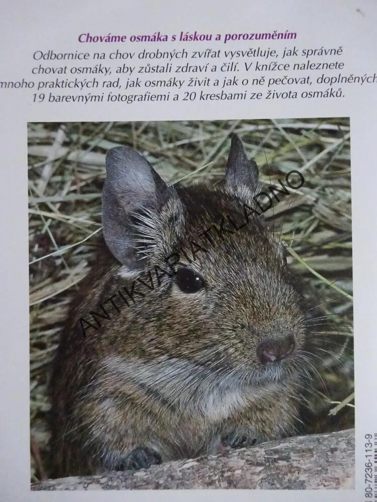 OSMÁK DEGU JAKO DOMÁCÍ ZVÍŘE, JAK NA TO, LENKA SKOUPÁ, **an