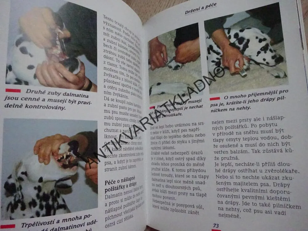 DALMATIN, HORTS BIELFELD, **an