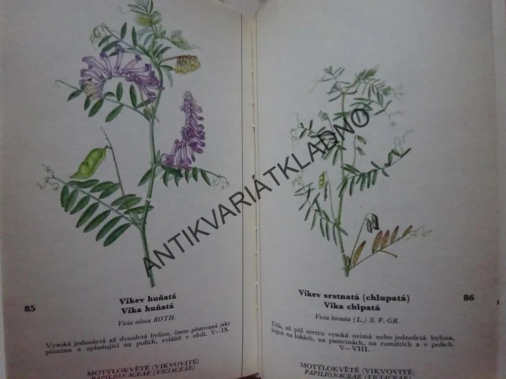 NAŠE KVĚTINY I, MILOŠ DEYL, KVĚTOSLAV HÍSEK, ROSTLINY, **an