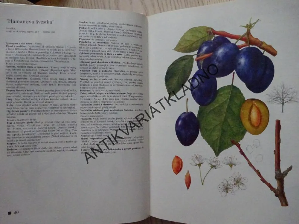 POMOLOGICKÝ ATLAS 1, JOSEF KUTINA A KOLEKTIV, **an