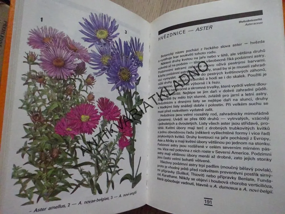 TRVALKY, ROZKVETLÁ ZAHRADA, GOLOVKIN, KLIKOVÁ, **an