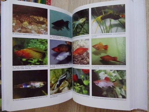 AKVARISTIKA, ZDENĚK DRAHOTUŠSKÝ, JINDŘICH NOVÁK, **an