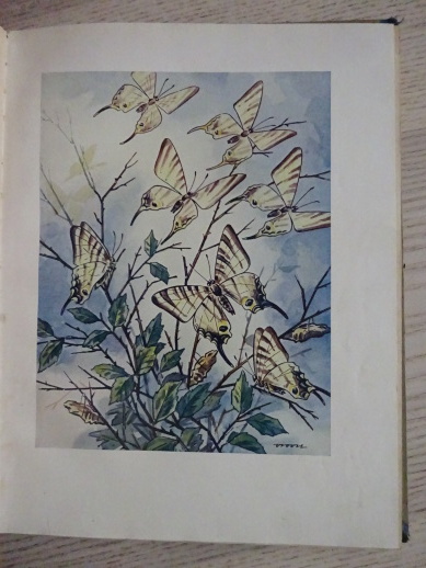 O MYŠCE HRABALCE A JINÝCH ZVÍŘÁTKÁCH, JAN VRBA, 1929, **an