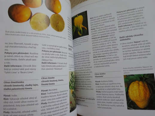 CITRUSY, MONIKA A THORSTEN KLOCKOVI, **an