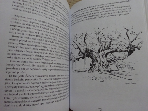PAMÁTNÉ STROMY 1, HRUŠKOVÁ, TUREK, **an
