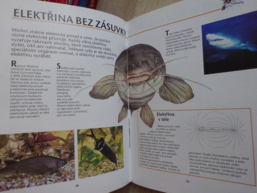 REKORDY Z ŘÍŠE ZVÍŘAT, GABRIELLE COLDITZOVÁ, **an