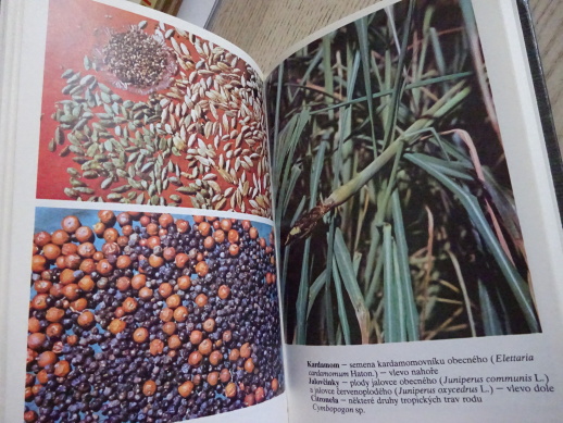 KOŘENÍ PRO KAŽDÉ VAŘENÍ, DAGMAR LÁNSKÁ, **an