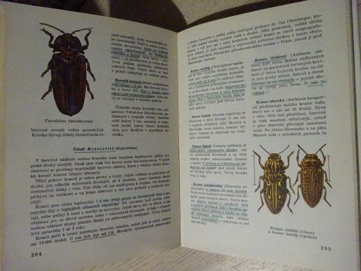 SVĚTEM ZVÍŘAT, BEZOBRATLÍ, HANZÁK, MOUCHA, ZAHRADNÍK, **an