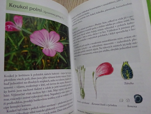 ROSTLINY, KAPESNÍ ATLAS, JANA MARTINKOVÁ, **an