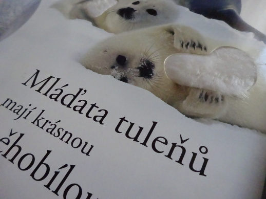 ZVÍŘÁTKA V MOŘI, **an