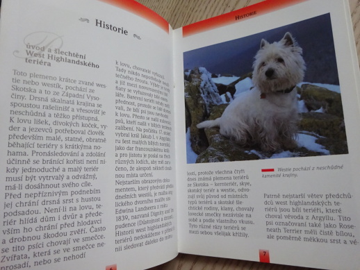 WESTHIGHLANDSKÝ BÍLÝ TERIÉR, HEIDI ROGNEROVÁ, **an