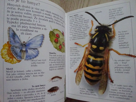 HMYZ, ZVÍDAVÝ POZOROVATEL, **an