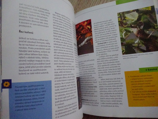 BONSAJE Z DOMÁCÍCH DŘEVIN, WERNER M. BUSCH, **an