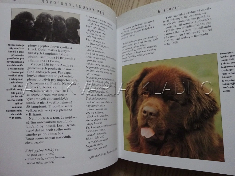 NOVOFUNDLANDSKÝ PES, ANGELA BARLOWEOVÁ, **an