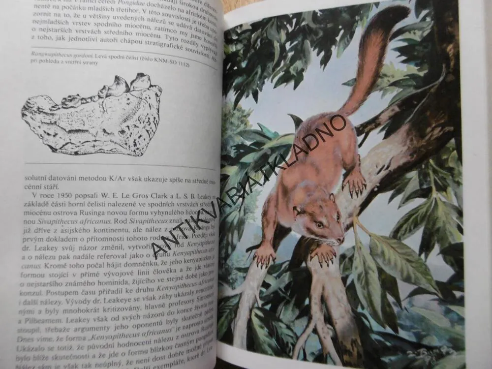 JAK VZNIKL ČLOVĚK, MAZÁK, BURIAN, SÁGA RODU HOMO, **an