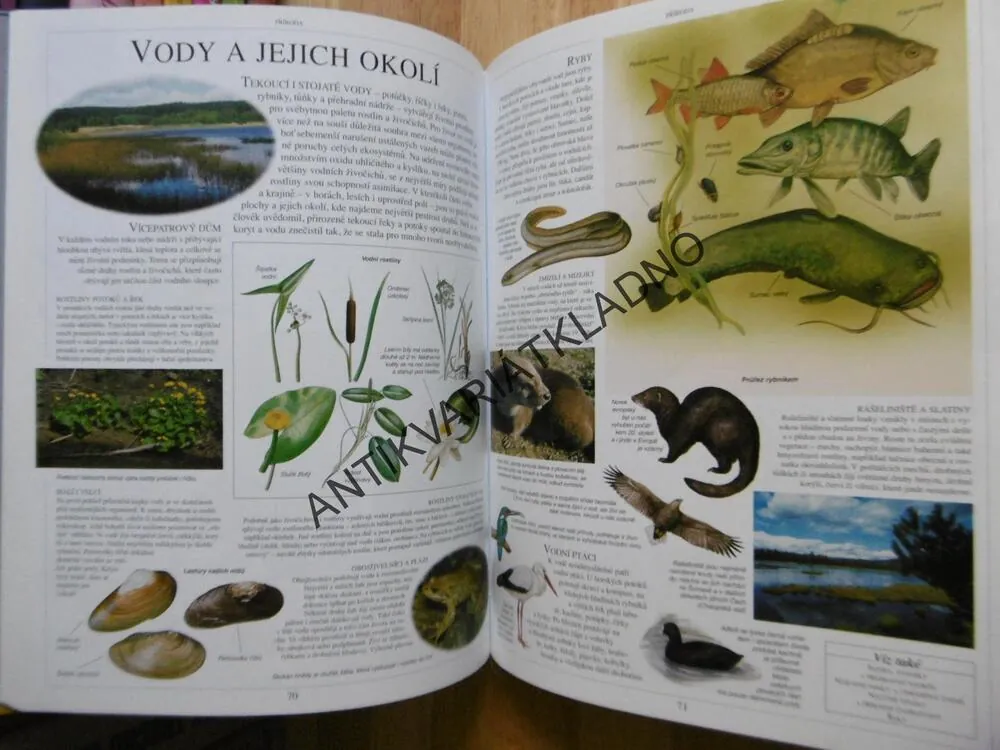 NAŠE VLAST, ILUSTROVANÁ ENCYKLOPEDIE, AUGUSTA, HONZÁK