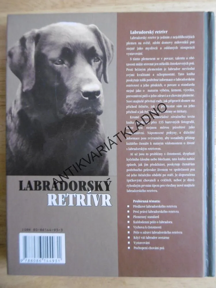 LABRADORSKÝ RETRÍVR, BERNARD DUKE RASA, PES, **an